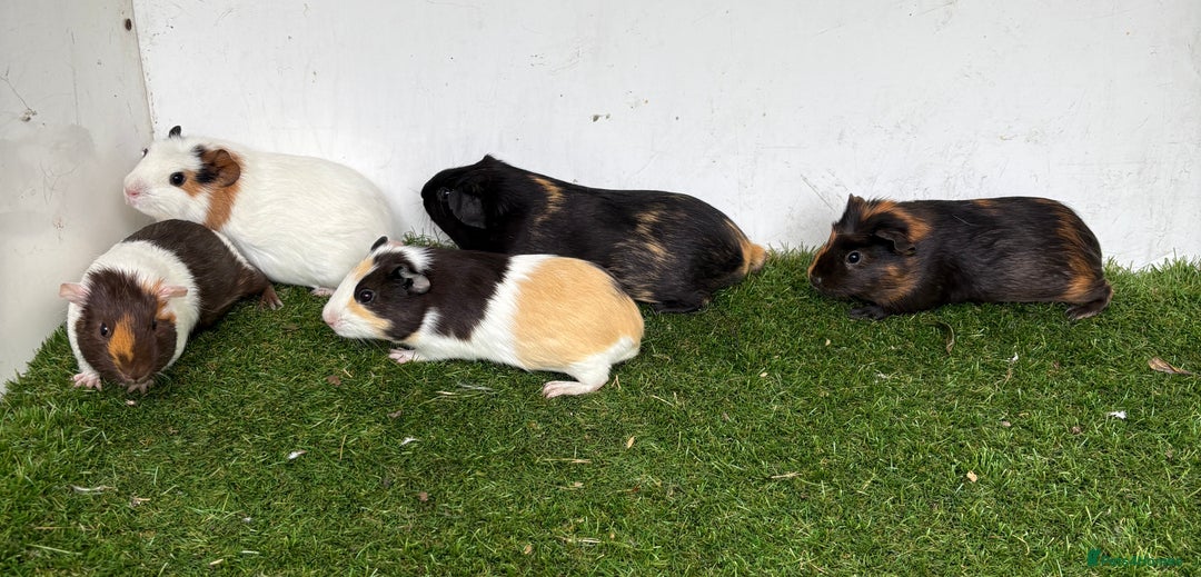 Guinea Pig rodents for sale: Female baby guinea pigs  - Image 19