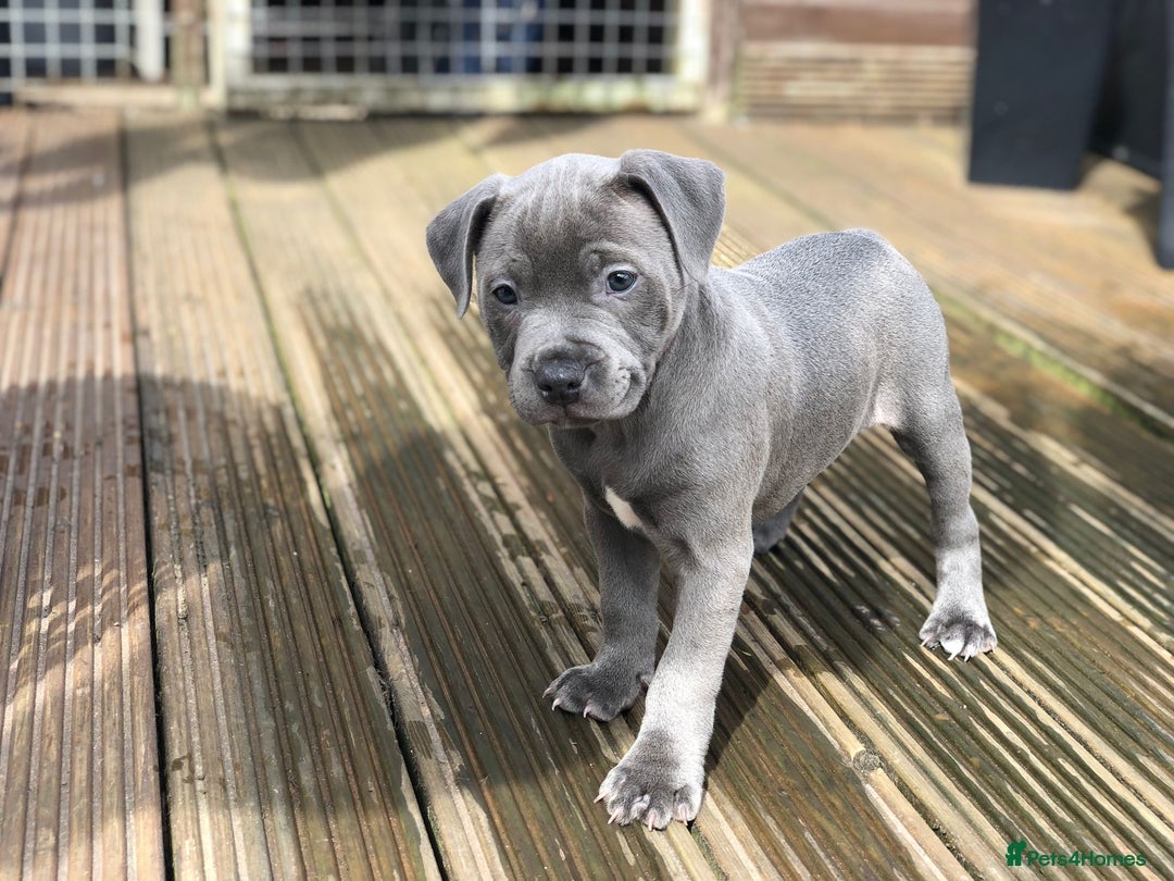Staffordshire Bull Terrier dogs for sale: Stunning Blue Pure Bred Staffie Puppies - Image 10