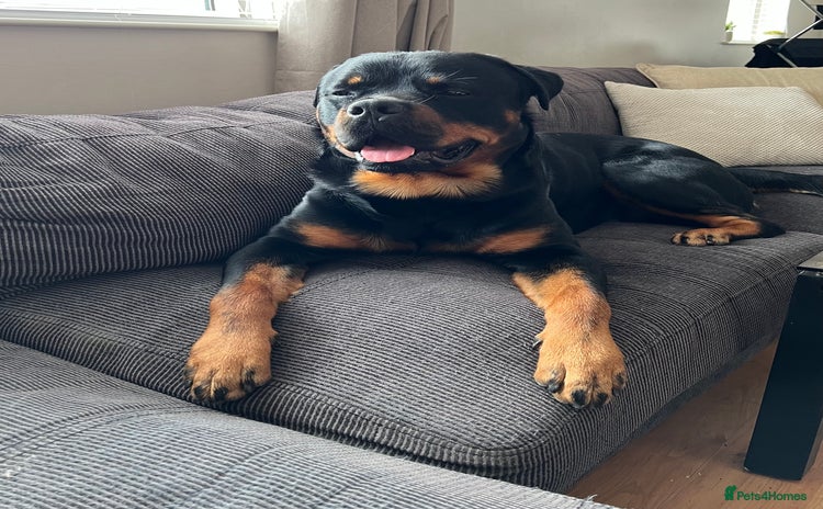 Rottweiler dogs for stud - Advert 1