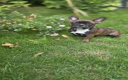 French Bulldog dogs for sale: French bulldog pups ready to leave - Image 28