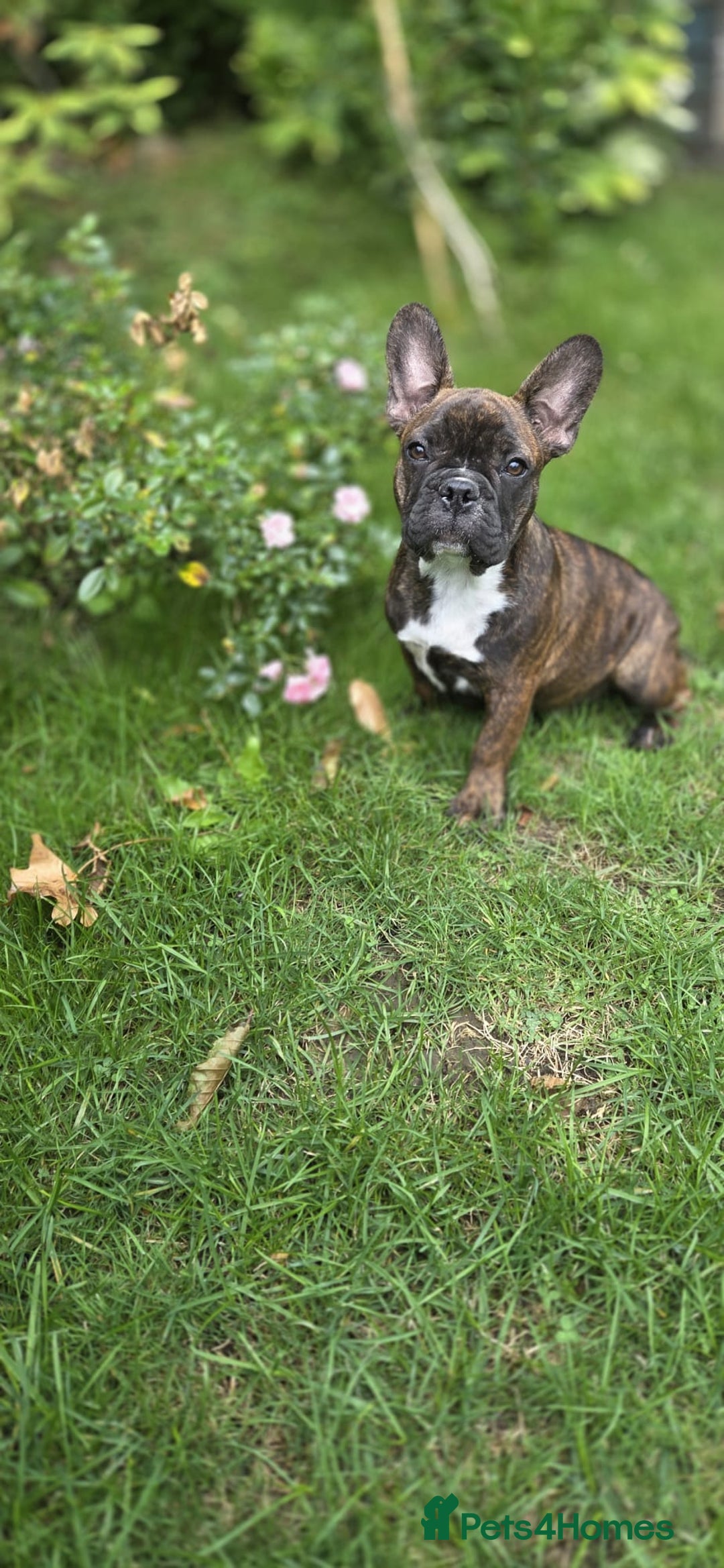 French Bulldog dogs for sale: French bulldog pups ready to leave - Image 28