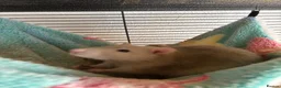 Rat rodents for sale: 6 male rats need for rehoming in Rugby - Advert 3