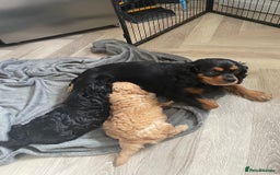 Cavapoo dogs for sale: Gorgeous F1 cavapoo pups (1 remaining) - Image 8