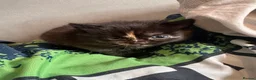 Domestic Shorthair cats for sale: Kittens for sale  - Advert 14