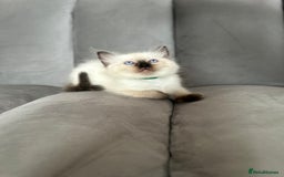 Ragdoll cats for sale: 😻 5 Beautiful Purebred Ragdoll Kittens 😻 - Image 15