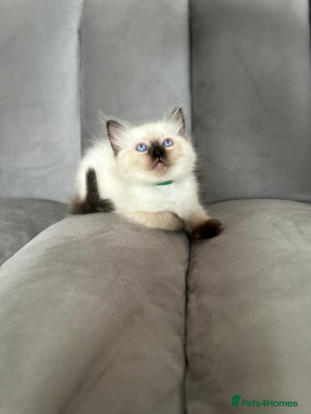 Ragdoll cats for sale: 😻 5 Beautiful Purebred Ragdoll Kittens 😻 - Image 15