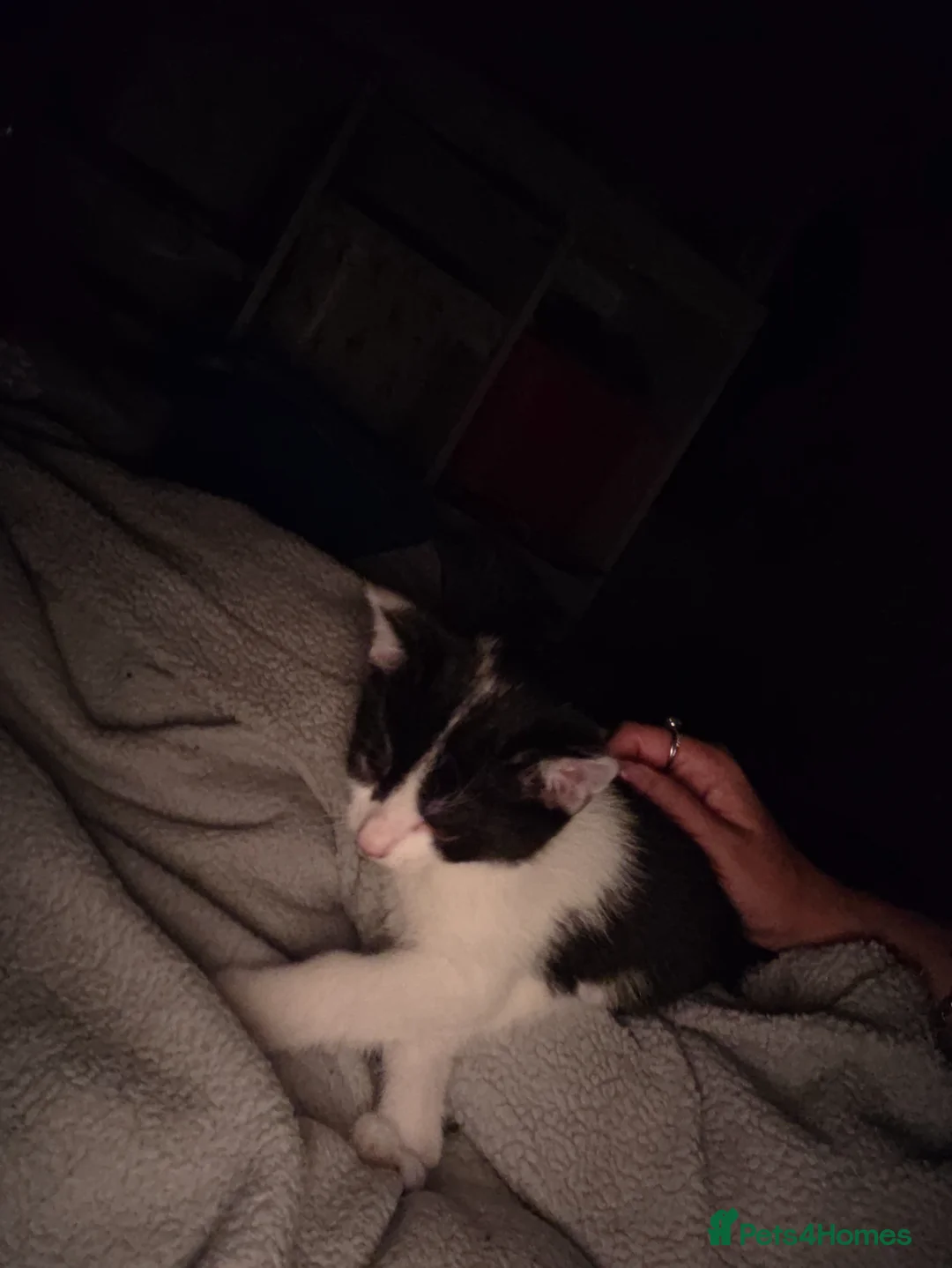 Domestic Shorthair cats for sale: Beautiful kitties looking for there forever home - Advert 12