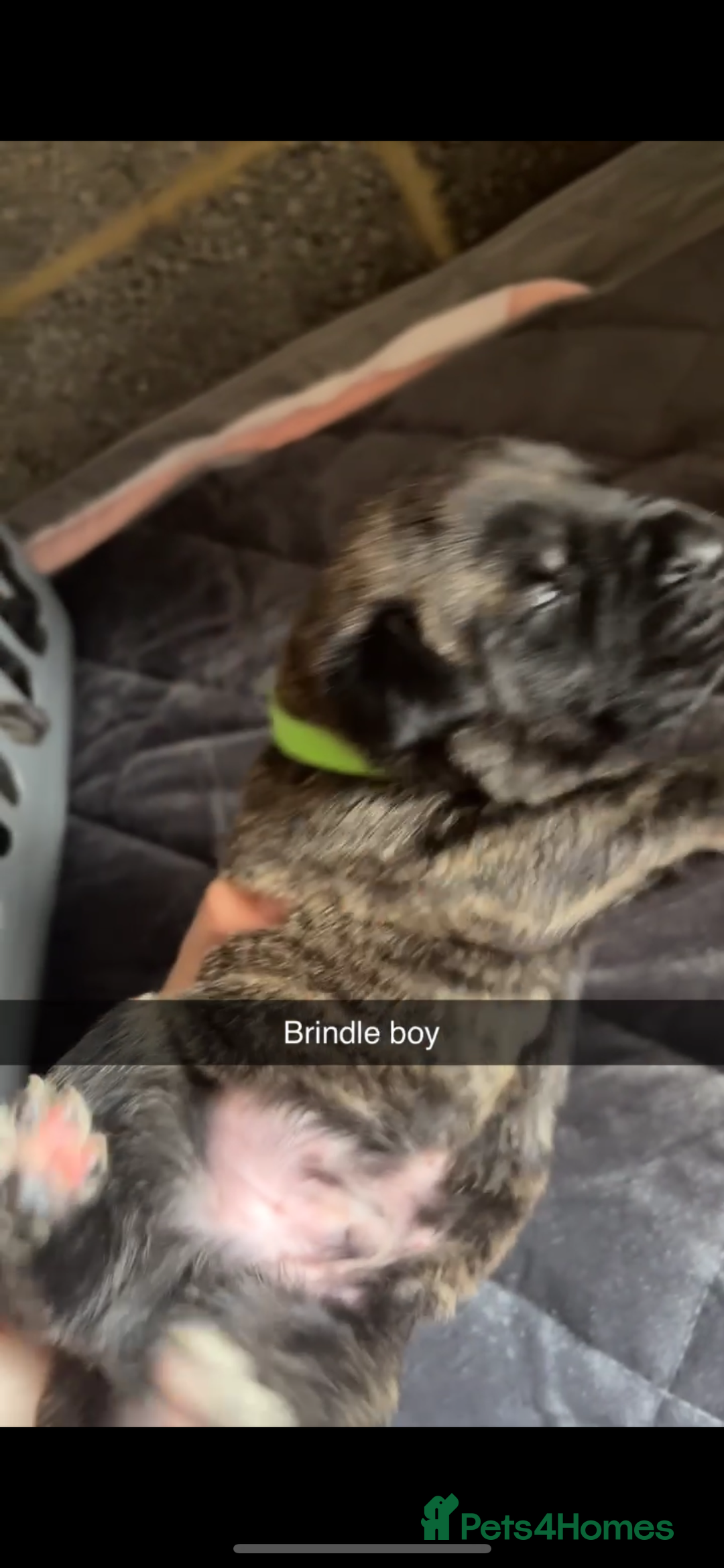 Cane Corso dogs for sale: Cane Corso first litter of puppies !! - Image 17