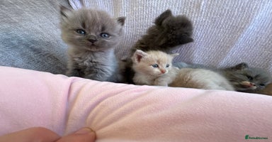 Mixed Breed cats - Advert 6