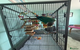 Conures birds for sale: Conures - Image 12