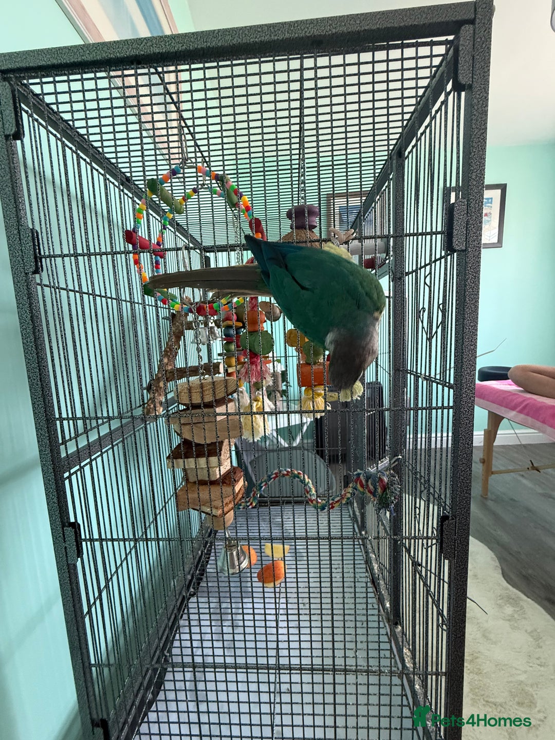Conures birds for sale: Conures - Image 12