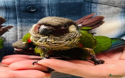 Conures birds for sale: ‘RARE’ Fully Handreared White-Eared Conure Chicks - Image 2