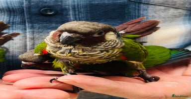 Conures birds - Advert 10