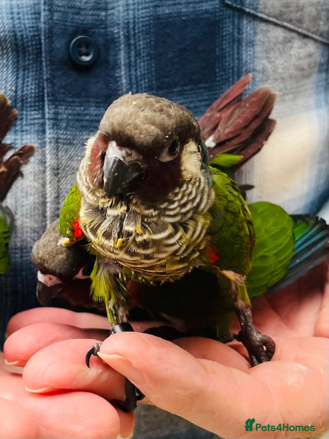 Conures birds for sale: ‘RARE’ Fully Handreared White-Eared Conure Chicks - Image 2