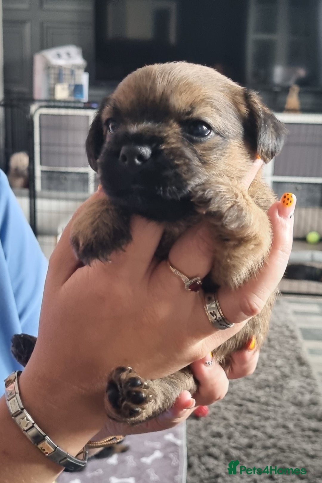 Border Terrier dogs for sale: Border Terrier Pups - Image 22