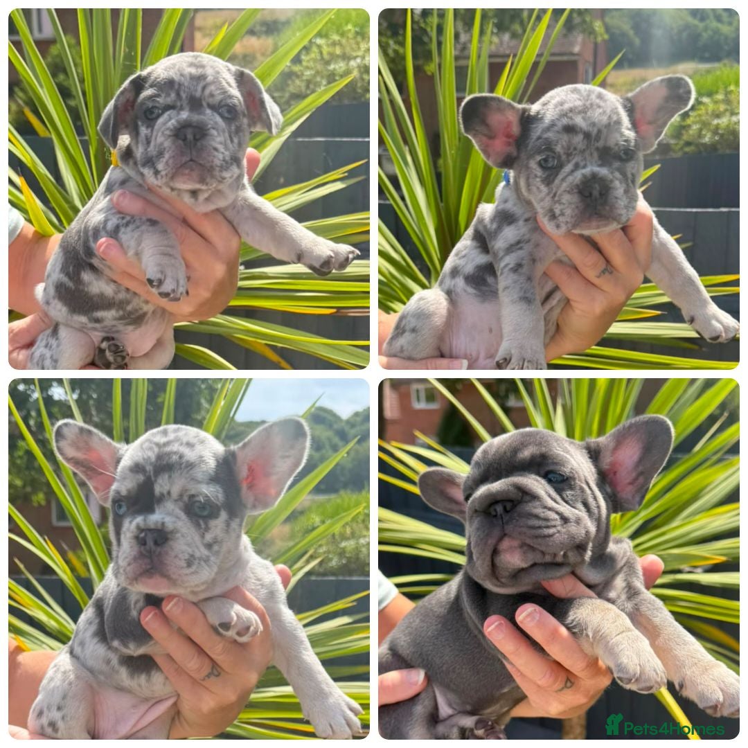 French Bulldog dogs  Beautiful French Bulldog Puppies from £1700 - Advert 1