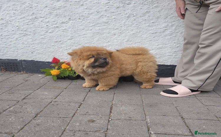 Chow Chow dogs in Thornton-Cleveleys - Advert 1