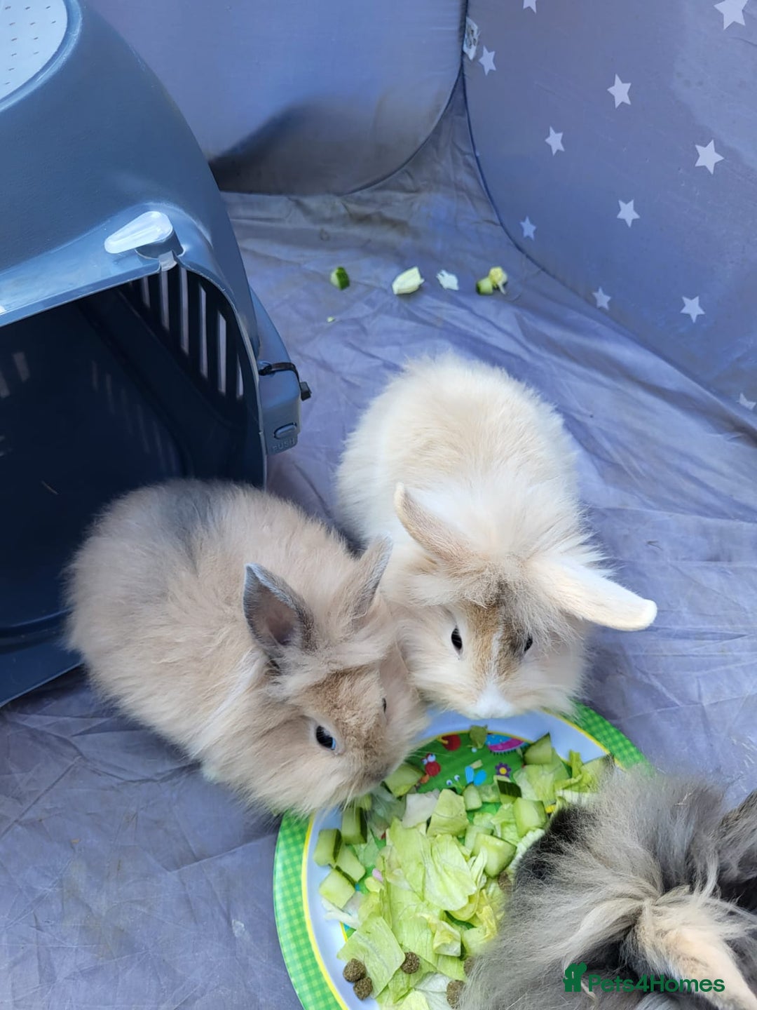 Mini Lion Lop rabbits for sale: fluffy baby bunnies £25-30 - Image 7