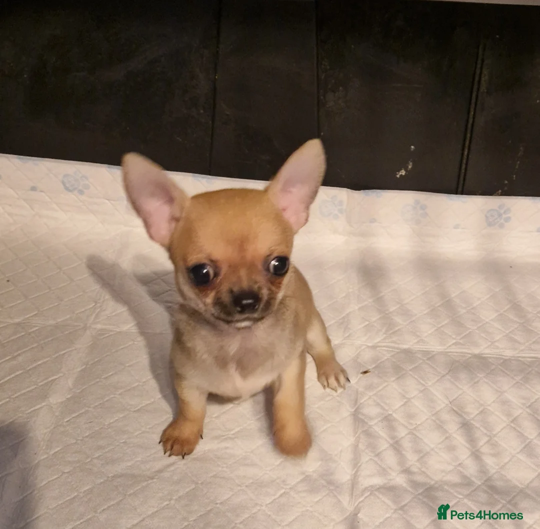 Chihuahua dogs for sale: Delightful KC registered - Advert 8