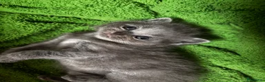British Shorthair Kitten 4