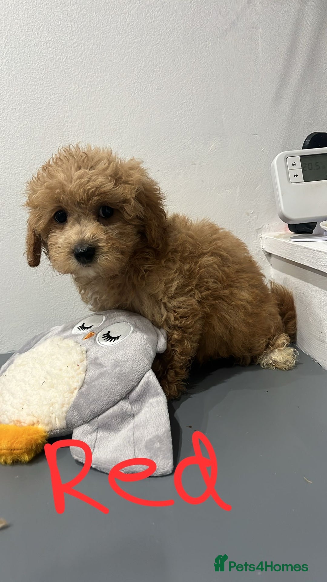 Coton De Tulear dogs for sale: Cotonoodle - Image 7