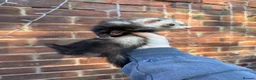 Ferret rodents for sale: Micro/whippet ferret kits  in Leicester - Advert 12