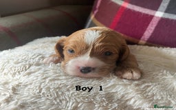 Cavapoo dogs for sale: F1 Cavapoo Puppies - Image 4