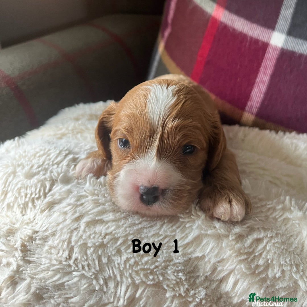 Cavapoo dogs for sale: F1 Cavapoo Puppies - Image 4