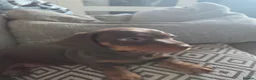 Dachshund dogs for sale: Mini Dachshund  puppies 🐶  - Advert 6