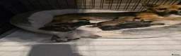 Mixed Breed dogs for sale: Jackawawas  in Bristol - Advert 2