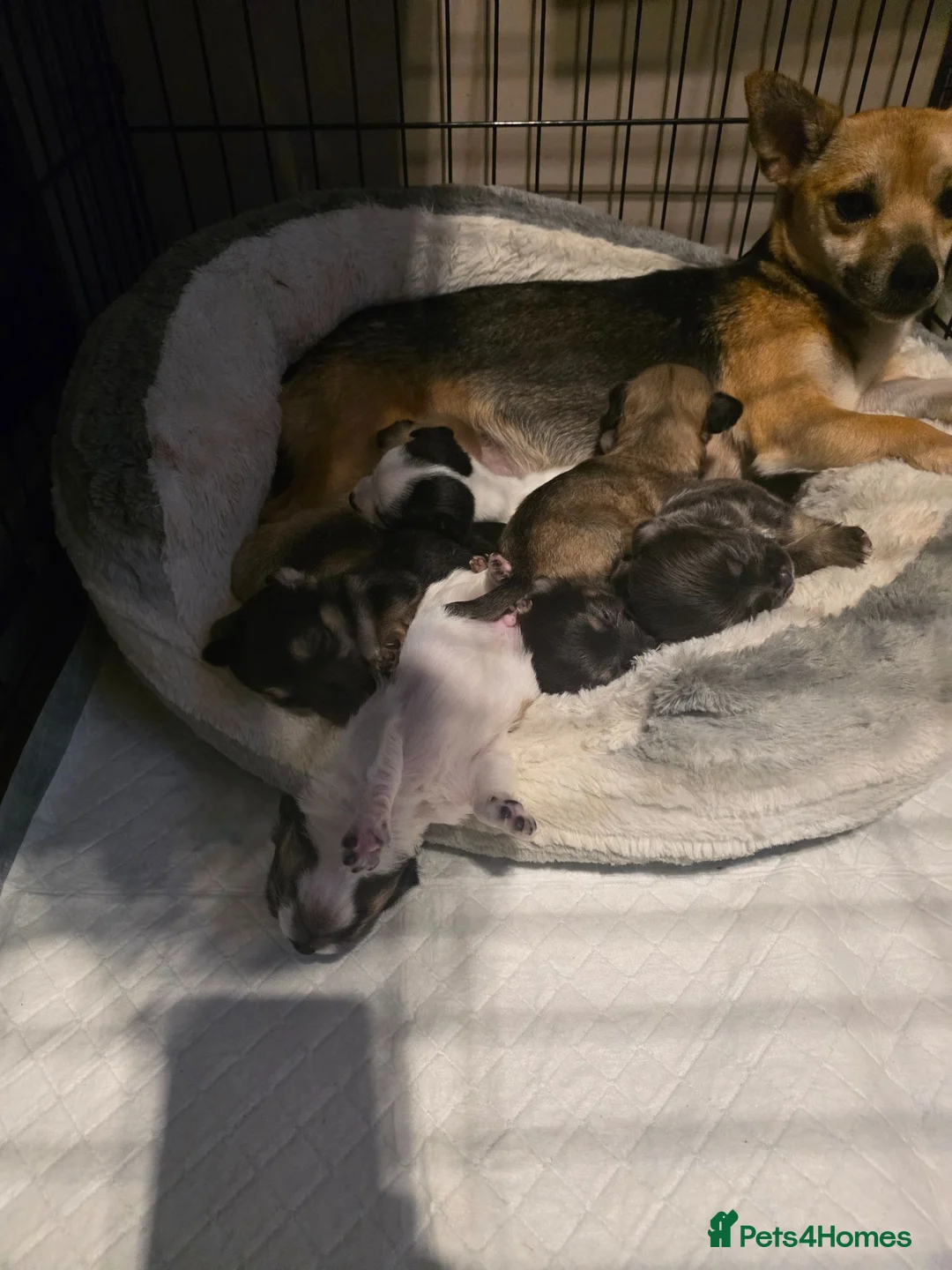 Mixed Breed dogs for sale: Jackawawas  in Bristol - Advert 2