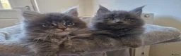 Maine Coon cats for sale: Maine coon kittens  - Advert 8