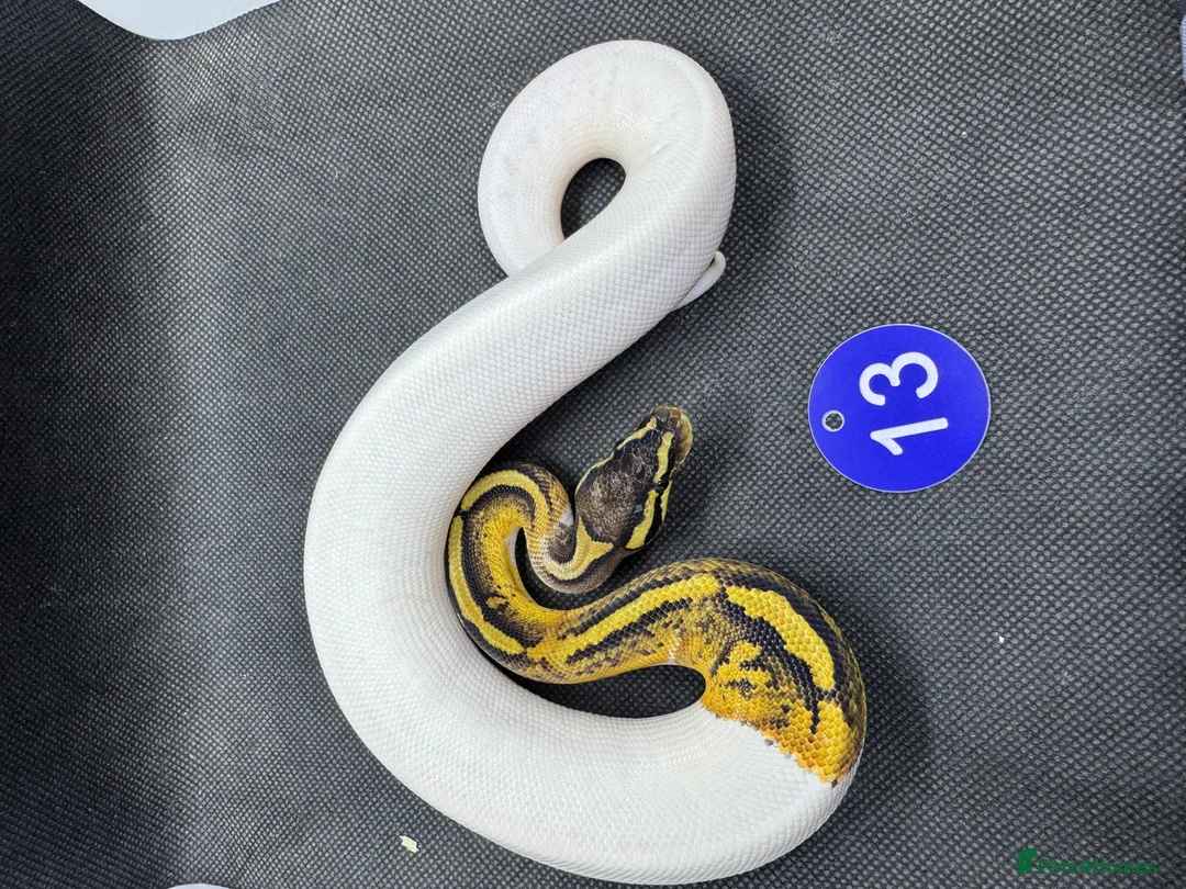 Python Snake reptiles for sale: Royal python hatchlings from £30 - Advert 1