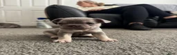 French Bulldog dogs for sale: Kc registered French Bulldog puppies  - Advert 6
