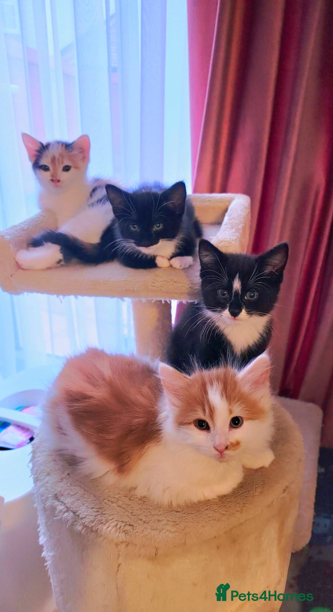Mixed Breed cats Beautiful 9 Week Old Mixed Breed Kittens Ready Now - Advert 2