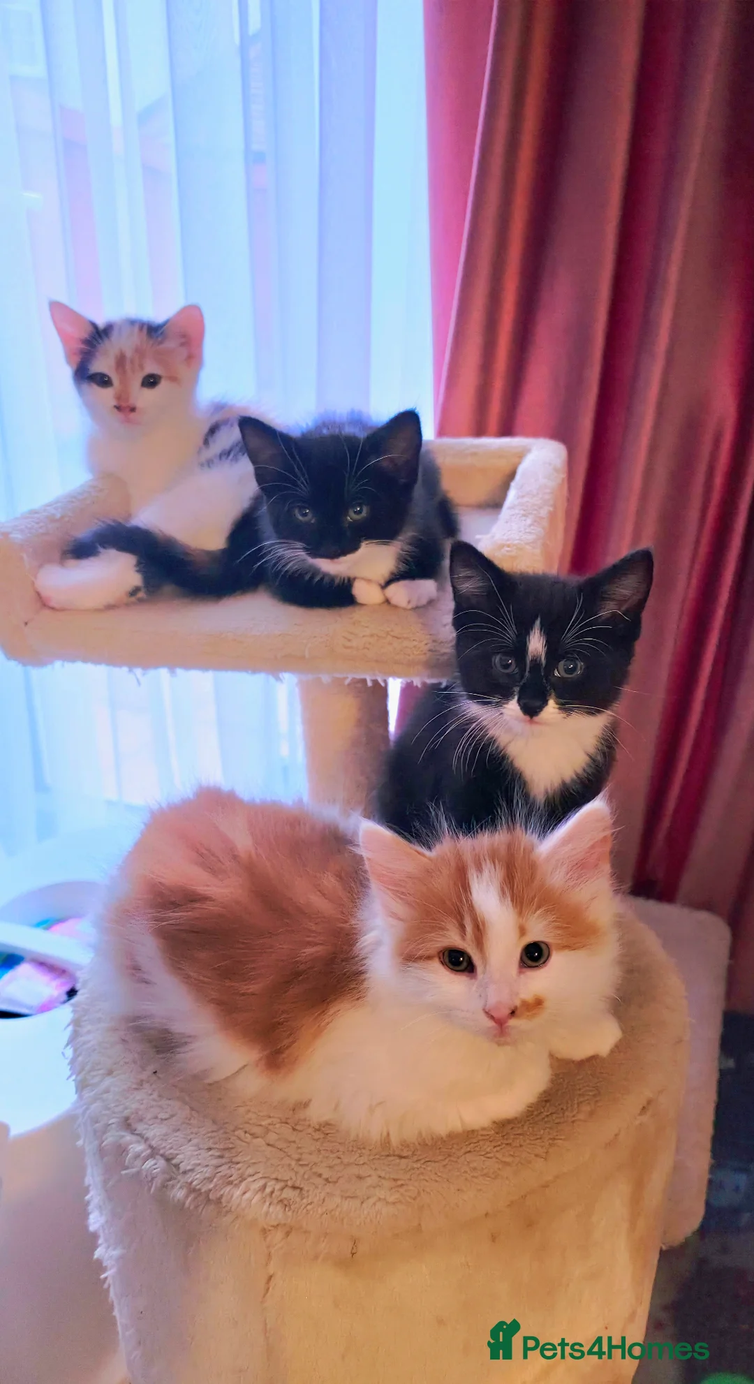 Mixed Breed cats for sale: Beautiful 9 Week Old Mixed Breed Kittens Ready Now - Advert 2
