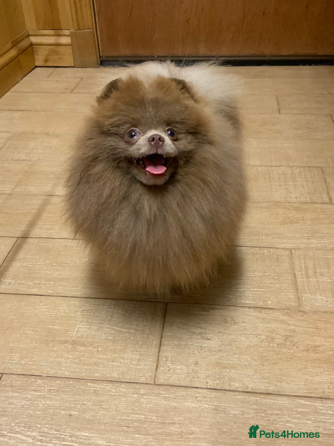 Pomeranian dogs for stud: Lilac and tan carrier tiny boy for stud in Lanark - Advert 1