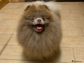Pomeranian dogs in Lanark - Advert 11