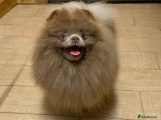 Pomeranian dogs Lilac and tan carrier tiny boy for stud in Lanark - Advert 3