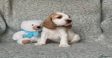 Cocker Spaniel dogs - Advert 1