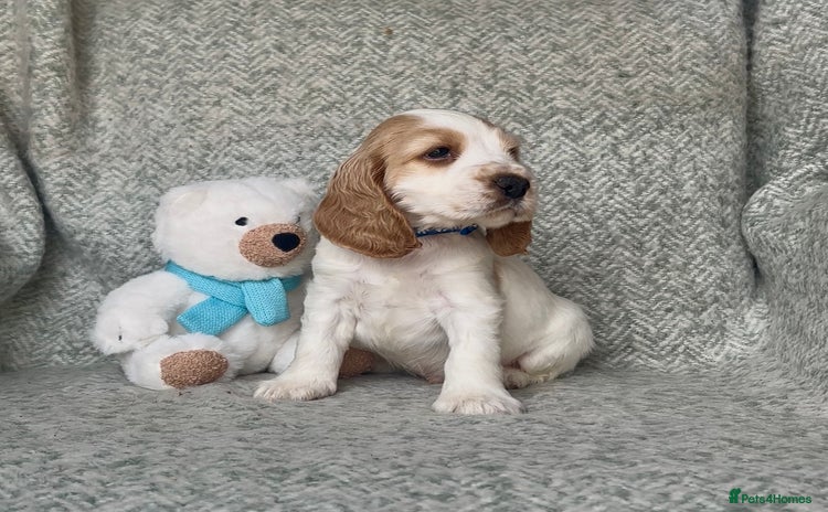 Cocker Spaniel dogs - Advert 9