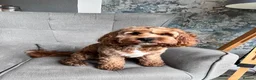 Cockapoo dogs for stud: Cocapoo 2years available for stud in Goole - Advert 5