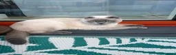 Scottish Fold cats for stud: Scottish fold  - Advert 1