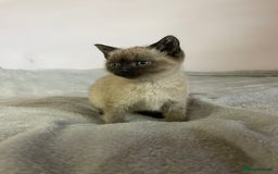 British Shorthair cats for sale: Four kittens ready to go (prices vary) - Image 12