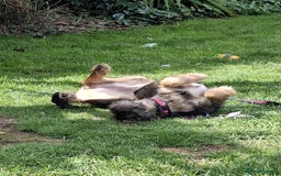 Mixed Breed dogs for adoption: Saffie - North Walsham Norfolk  - Image 3