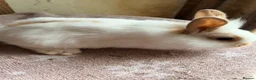 Lionhead rabbits for sale: Beautiful very Friendly Lionheads - Advert 2