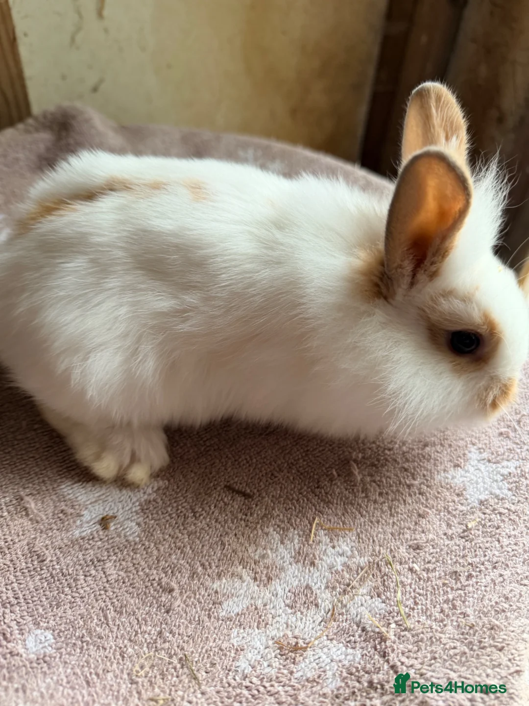 Lionhead rabbits for sale: Beautiful very Friendly Lionheads - Advert 2