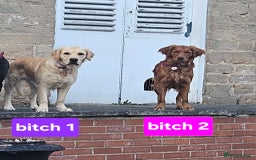 Golden Retriever dogs for sale: Beautiful dogs  - Image 5