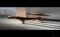 Mixed Breed dogs for sale: Derek and Dotty - Advert 4