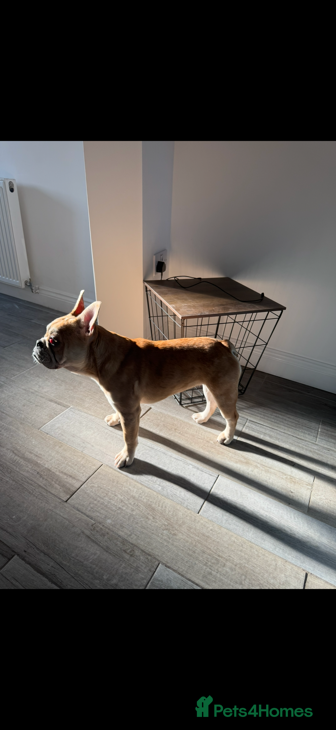 Mixed Breed dogs for sale: Derek and Dotty - Advert 4